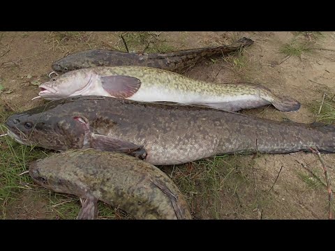 Видео: Рыбалка На Налима на Закидушки-Тычки на Реке. Осень 2021.