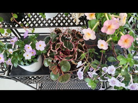 Видео: Камнеломка плетеносная вариегатная комнатная (Саксифрага столонифера). Посадка, цветение.