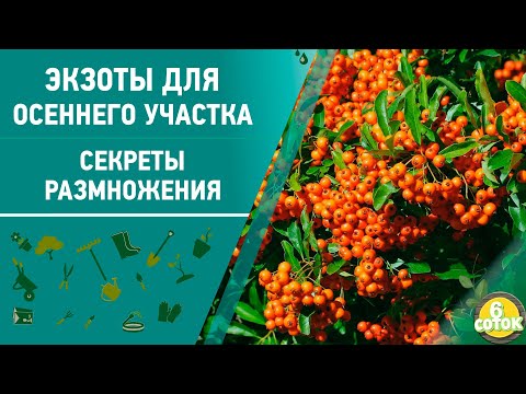 Видео: Экзоты для осеннего участка. Кизильник, японский бересклет, пираканта. 6 соток 02.11.2020