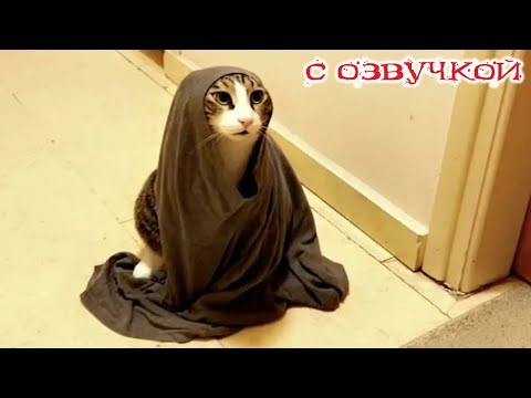 Видео: Приколы с котами! Самые смешные животные С ОЗВУЧКОЙ! Я ржал целый час!
