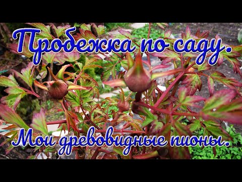 Видео: 23 04 24г  Пробежка по саду  Мои древовидные пионы