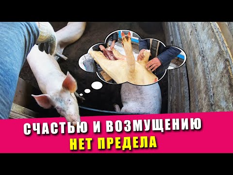 Видео: Лето, счастью и возмущению нет предела | Куры на выгуле | Свиньи перекапывают клетку сами | 2021