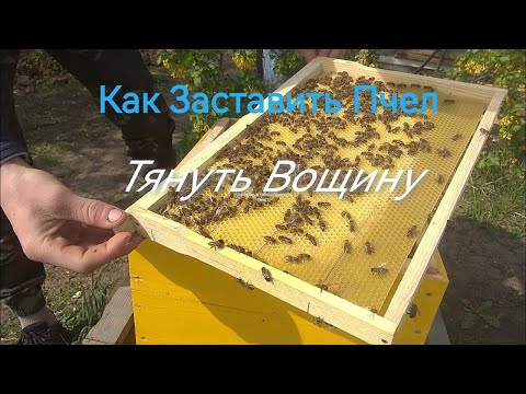 Видео: Как заставить пчел тянуть Вощину