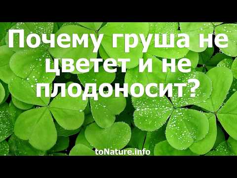 Видео: Почему груша не цветет и не плодоносит?
