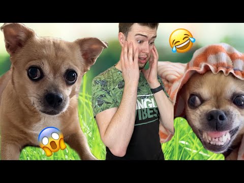 Видео: Парень и чихуахуа из Тик Ток 5 минут смеха 😂😂😂
