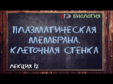 Видео: Л.12 | ПЛАЗМАТИЧЕСКАЯ МЕМБРАНА | КЛЕТОЧНАЯ СТЕНКА | ОБЩАЯ БИОЛОГИЯ ЕГЭ