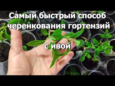 Видео: Самый быстрый способ черенкования гортензий | Черенкование гортензии с ивой 100% результат