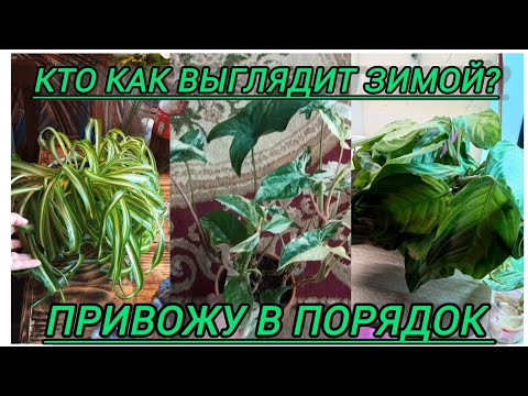 Видео: Уныло выглядят растения зимой ?пора резать,укоренять.