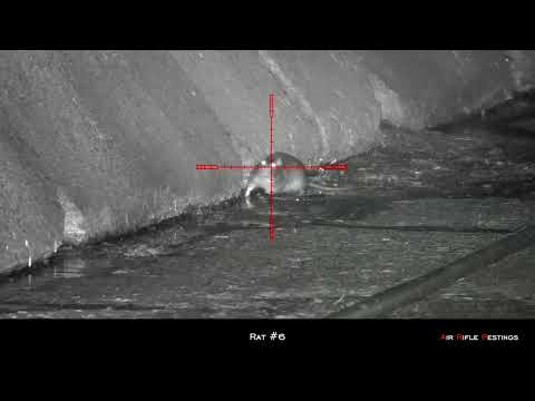 Видео: Отстрел крыс с помощью HW100