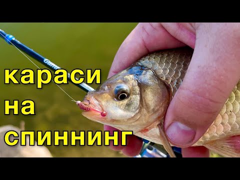 Видео: Караси на спиннинг . Мормышинг