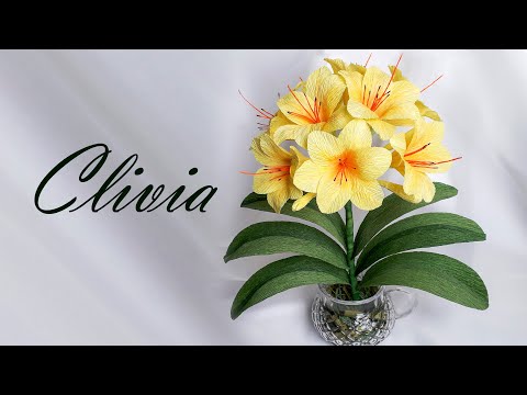 Видео: Кливия  жёлтая  /yellow Clivia
