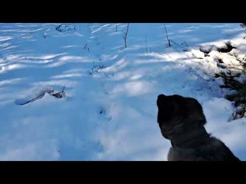 Видео: Первые тестовые испытания Грозы