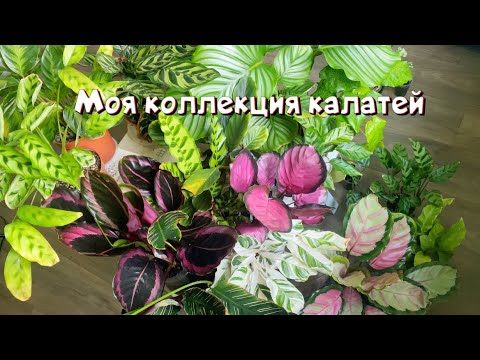 Видео: Моя коллекция калатей. Марантовые джунгли. Комнатные цветы.