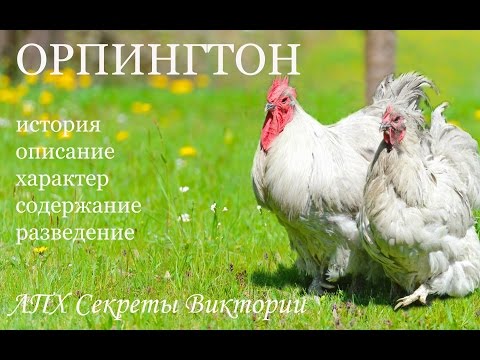Видео: Куры ОРПИНГТОН. Все о породе для начинающих