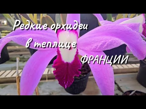 Видео:  Где выращивают редкие сорта орхидей во Франции. Часть 1