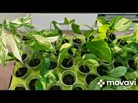 Видео: КОМНАТНЫЕ РАСТЕНИЯ(ЦВЕТЫ). #plants #garden