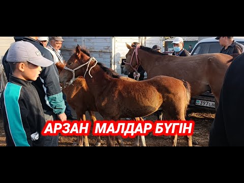 Видео: Келес Абай мал базары | Мал базар 2025 | Абай мал базары