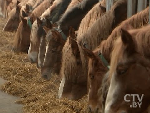 Видео: Зачем нужны дежурные жеребята и куда едет молочное такси: необычная конеферма в Логойском районе