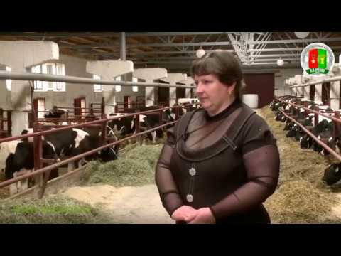 Видео: Животноводство ПК им  В И  Кремко