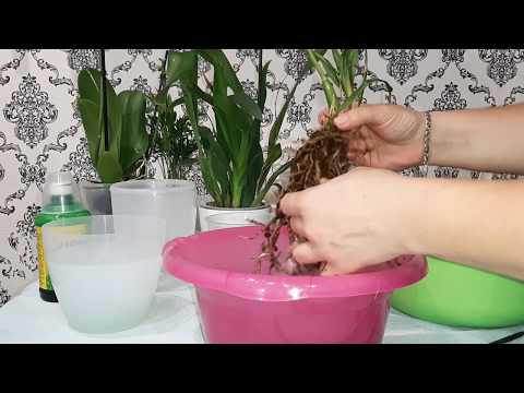 Видео: Детальная пересадка онцидиумных орхидей😊Проблемы и их решение.