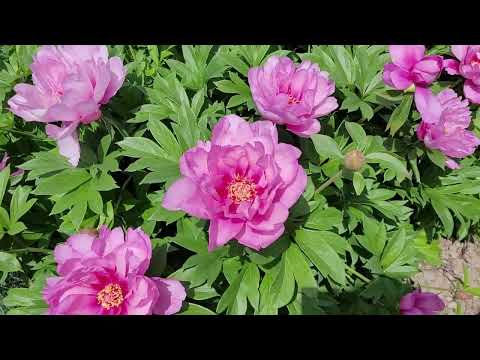 Видео: 🌺Расцвёл пион ИТО-гибрид First Arrival.