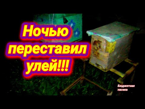 Видео: Что будет если переставить пчёл ночью? Перенёс улей на новое место.