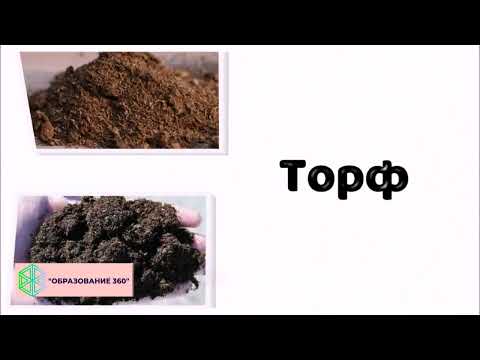 Видео: УРОК 6|7 класс. Отдел Моховидные