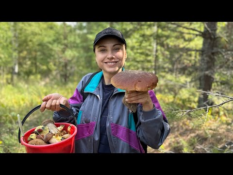 Видео: Первый раз в 40 лет по грибы / Набрали поганок)) Новичкам на заметку /Атмосферный грибной влог