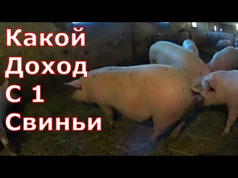 Видео: Какой доход с одной свиньи