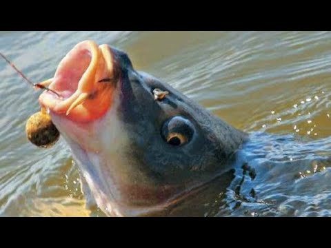 Видео: Карповый поводок 360