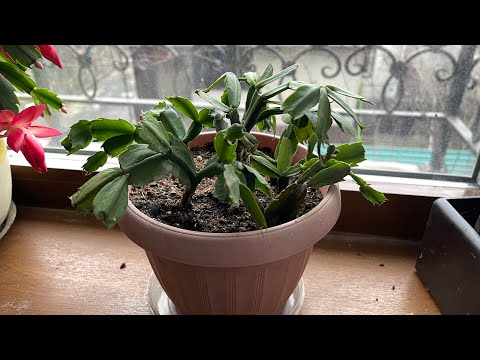 Видео: Проподает Декабрист (кактус Шлюмбергера). Срочная пересадка!