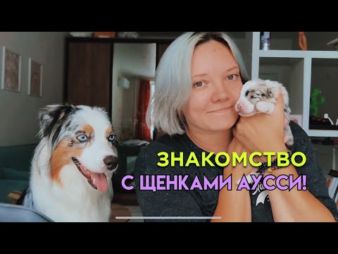 Видео: Показываю наших щенков австралийской овчарки! 🥰 #щенкиаусси #aussiepuppy