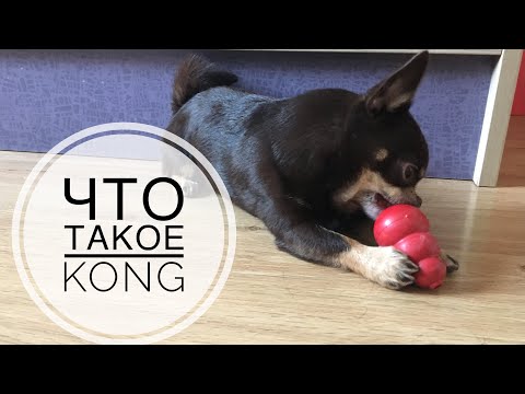Видео: Kong Для Собак.Что это такое, чем наполнять, как использовать