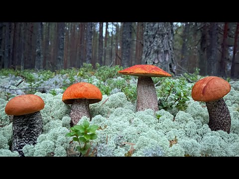 Видео: Сказочная КАРЕЛИЯ 2021! Подосиновики и Подберезовики ВСКРУЖИЛИ нам голову! Белые грибы БОРОВИКИ