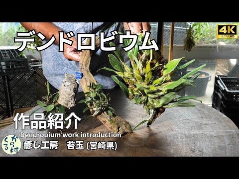 Видео: [Орхидеи] Dendrobium Works Введение Сентябрь 2025