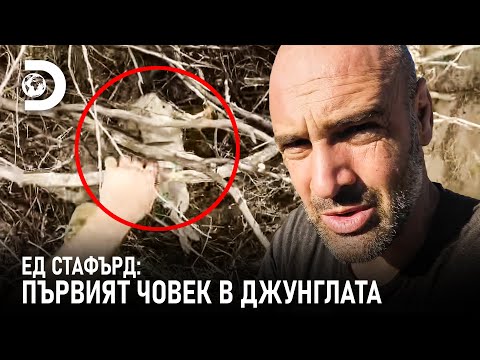 Видео: „Нещо се е хванало в капана!“ | Ед Стафърд: Първият човек в джунглата