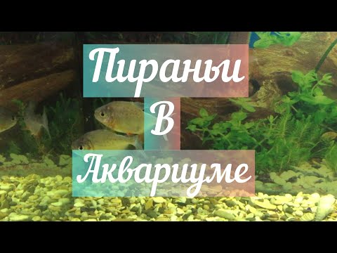 Видео: Пираньи в аквариуме