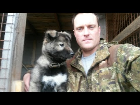 Видео: Выбор щенка лайки для охоты! Что нужно знать начинающему охотнику!