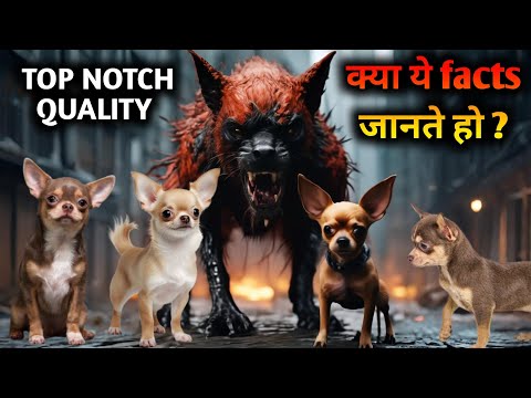 Видео: Монстрическое поведение | Щенки чихуахуа на продажу | Самая маленькая порода собак в мире