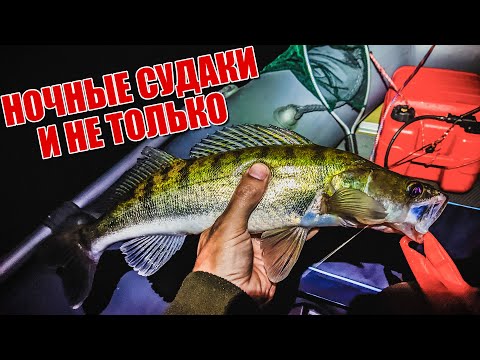 Видео: Матырское водохранилище | Ловля окуня, щуки и судака летом | Ловля спиннингом на большой воде