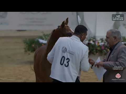 Видео: 1-й чемпионат Аль-Асайель по чистокровным лошадям AH 2025, класс 1