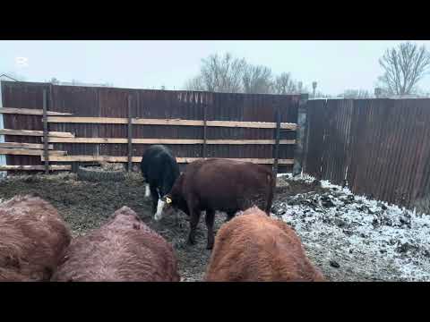 Видео: Продали Бычков.Возраст 10 месяцев.Не стали держать до весны,потому что понадобились деньги 