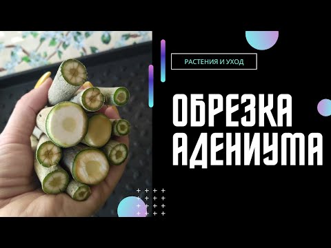 Видео: "Дровишек не хотите?.."))) Обрезка и черенкование АДЕНИУМОВ #adenium