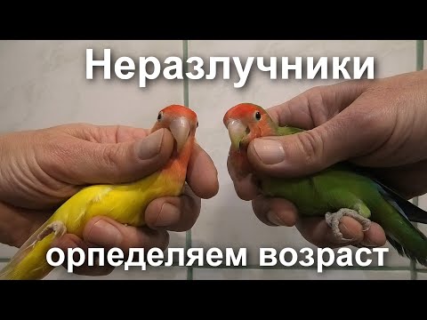 Видео: Попугаи неразлучники. Определяем возраст.