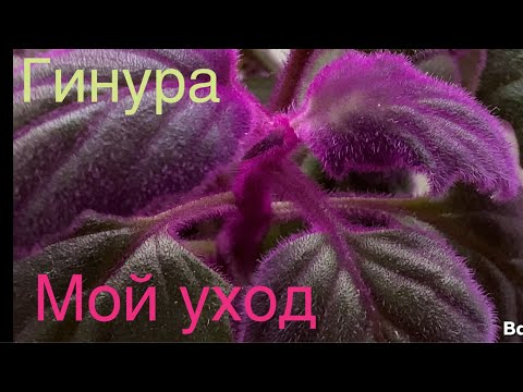 Видео: Гинура или фиолетовый бархат. Мой уход