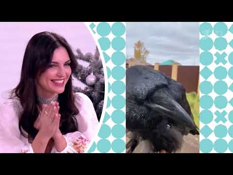 Видео: Ворон Гоша на шоу "Видели видео". Первый канал.