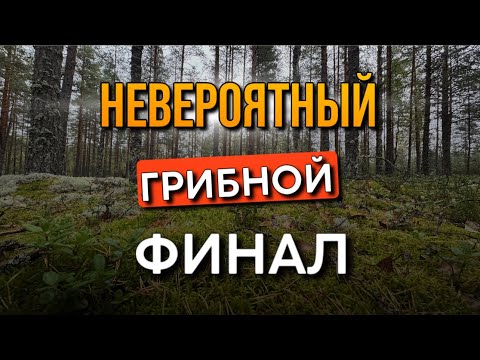 Видео: 💥ГРИБЫ НЕ ПЕРЕСТАЮТ УДИВЛЯТЬ! НЕВЕРОЯТНЫЙ ФИНАЛ ГРИБНОГО ТУРНЕ! Грибы 2025