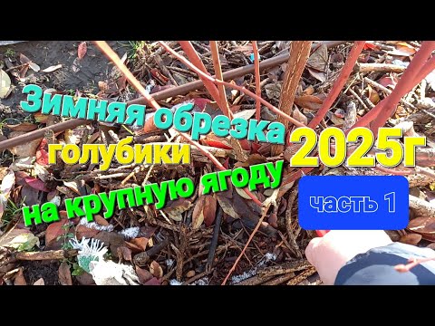 Видео: Обрезка голубики на крупную ягоду. Сезон 2025. Часть 1)))