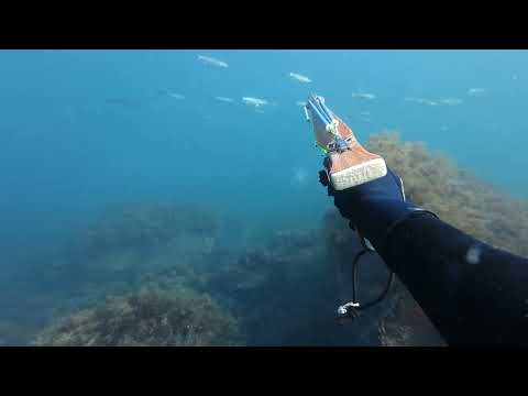 Видео: Подводная охота на кефаль