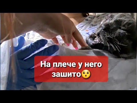 Видео: Влог: Проведали Лютика в Стационаре. Как его состояние?